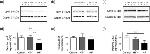 JPH2 Antibody in Western Blot (WB)