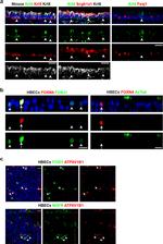 NGFR Antibody in Immunocytochemistry (ICC/IF)