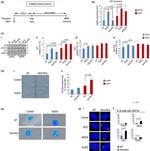 p21 Antibody in Western Blot (WB)