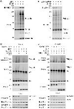 UBE1 Isoform A/B Antibody in Western Blot (WB)