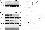 UBE1 Isoform A/B Antibody in Western Blot (WB)