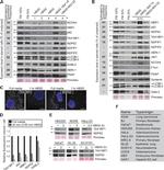 TNIP1 Antibody in Western Blot (WB)