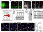 IGF2R Antibody in Immunocytochemistry (ICC/IF)