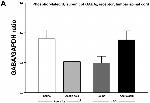 GAPDH Antibody in Western Blot (WB)