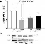 GAPDH Antibody in Western Blot (WB)