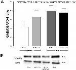 GAPDH Antibody in Western Blot (WB)