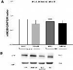 GAPDH Antibody in Western Blot (WB)