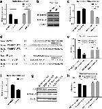 INHBB Antibody in Western Blot (WB)