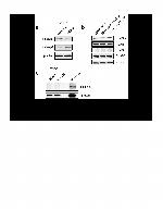 INHBB Antibody in Western Blot (WB)