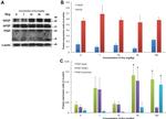 PDGF-D Antibody in Western Blot (WB)