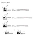 VPS34 Antibody in Western Blot (WB)