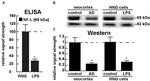 NEFL Antibody in Western Blot (WB)