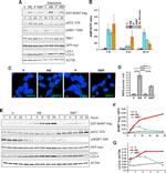 WIPI2 Antibody in Immunocytochemistry (ICC/IF)