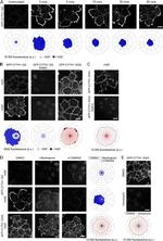 Cytohesin 1 Antibody in Immunocytochemistry (ICC/IF)