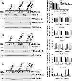 Claudin 2 Antibody in Western Blot (WB)