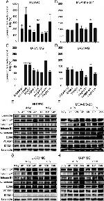 E-selectin Antibody in Western Blot (WB)