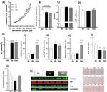 Phospholamban Antibody in Western Blot (WB)