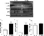 SERCA2 ATPase Antibody in Western Blot (WB)