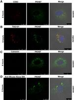 TSG101 Antibody in Immunocytochemistry (ICC/IF)