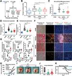 PCNA Antibody in Immunohistochemistry (IHC)