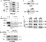 O-linked N-acetylglucosamine (O-GlcNAc) Antibody in Western Blot, Immunoprecipitation (WB, IP)