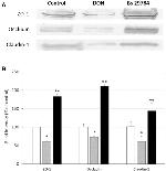 Claudin 1 Antibody in Western Blot (WB)