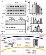 Actin Antibody in Western Blot (WB)