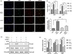 XBP1 Antibody in Immunocytochemistry (ICC/IF)