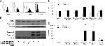 CD95 (APO-1/Fas) Antibody in Flow Cytometry (Flow)