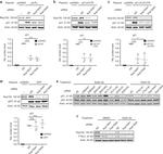 FTSJ1 Antibody in Western Blot (WB)