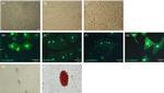 PAX6 Antibody in Immunocytochemistry (ICC/IF)