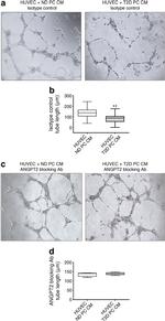 Angiopoietin 2 Antibody in Neutralization (Neu)