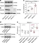 SRSF1 Antibody in Western Blot (WB)