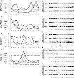 CRY1 Antibody in Western Blot (WB)