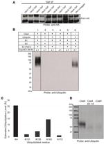 Ubiquitin Antibody in Western Blot (WB)