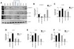 c-Myc Antibody in Western Blot (WB)