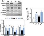 Claudin 1 Antibody in Western Blot (WB)