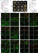 MAP2 Antibody in Immunohistochemistry (IHC)