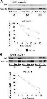 NMDAR2B Antibody in Western Blot (WB)