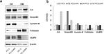 Follistatin Antibody in Western Blot (WB)