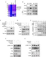 HUNK Antibody in Immunoprecipitation (IP)