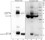 IGF1 Antibody in Western Blot (WB)