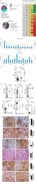 ABCA1 Antibody in Immunohistochemistry (Paraffin) (IHC (P))