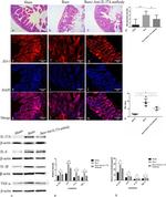 IL-1 beta Antibody in Western Blot (WB)