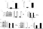 CORIN Antibody in Western Blot (WB)