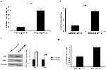 CORIN Antibody in Western Blot (WB)