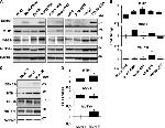 MUTYH Antibody in Western Blot (WB)