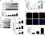 MUTYH Antibody in Western Blot (WB)