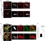 Thrombospondin 1 Antibody in Immunocytochemistry (ICC/IF)