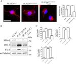 FIS1 Antibody in Western Blot (WB)